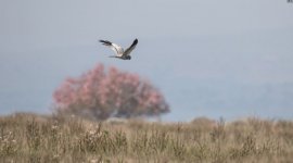 Harrier Montagu's Harrier - Circus pygargus Alykes Wetland 270419.JPG