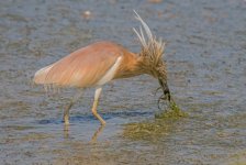 Squacco Heron Ardeola ralloides Kalloni Salt Pans 220419.JPG