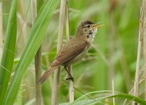 Reed Warbler, East Chev 1.jpg