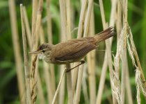 Reed Warbler, East Chev 3.jpg