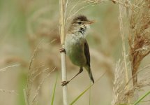 Reed Warbler, East Chev 4.jpg