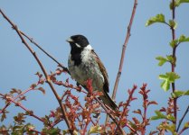 Reed Bunting, East Chev 2.jpg