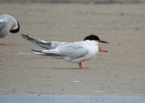 Roseate Tern, East Chev 3.jpg