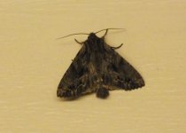 BF Moth for ID.jpg