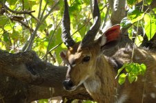 Bushbuck (2).jpg