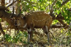 Bushbuck (3).jpg