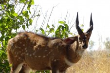 Bushbuck (5).jpg