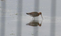 godwit.jpg