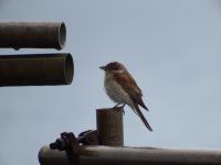 Red-Backed Shrike RSZ.jpg