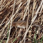 female reed bunting looking for a worm.jpg