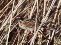 female reed bunting enjoys the meeting with the worm.jpg