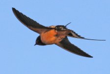 Barn Swallow_8944.jpg