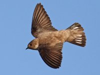 Crag Martin_8847.jpg