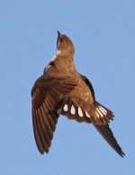 Crag Martin_8902.jpg