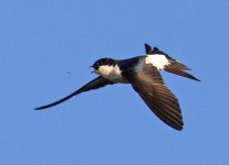 House Martin_8827.jpg