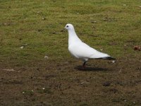 white birdDSCN4260.JPG