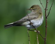 Willow Warbler_Girdle Ness_110419a.jpg