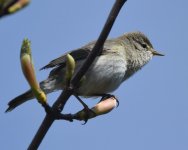 Willow Warbler_Girdle Ness_110419b.jpg