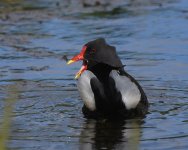 Moorhen_Girdle Ness_110519b.jpg