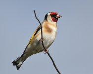 Goldfinch_Girdle Ness_110519a.jpg