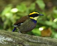 javan banded pitta male.jpg