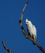 DSC05880 Little Corella @ Kakadu.jpg