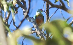 DSC05888 Rose-crowned Fruit Dove @ Kakadu.jpg