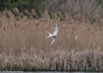 Arctic Tern-4116.jpg