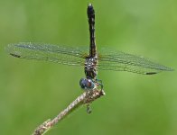 Unknown-dragonfly-8b-GA.jpg