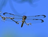 Dragonfly-Okefenokee.jpg