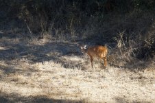 Bushbuck.jpg