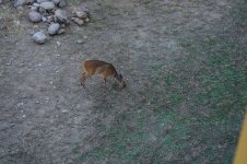 Bushbuck (2).jpg