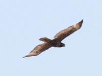 IMG_3150_buteo.JPG