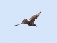 IMG_3151_buteo.JPG