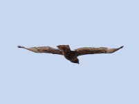 IMG_3147_buteo.JPG