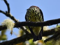 Chestnut_crested_cotinga_00010 (800x600).jpg