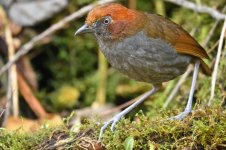 Chestnut_naped_antpitta_00007 (800x533).jpg