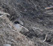 Sand Martin_Girdle Ness_120519a.jpg