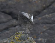 Sand Martin_Girdle Ness_120519b.jpg