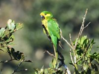 yellow-eared_parrot_00013 (800x600).jpg