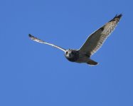 Short-eared Owl_Girdle Ness_120519a.jpg