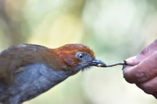 Chestnut-naped_antpitta_00015 (800x533).jpg