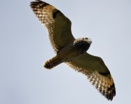 Short-eared Owl_Girdle Ness_120519b.jpg