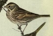 Savannah Sparrow.jpg