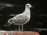 gull01711Aug19.jpg