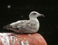 gull03711Aug19.jpg