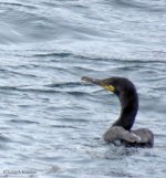 CormorantSpIMG_7377.jpg