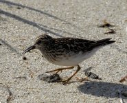 US SANDPIPER LEAST (1).JPG