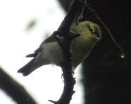 Misterio 5 mosquitero silbador. Willow warbler..jpg