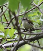 US TREECREEPER BROWN (3).jpg